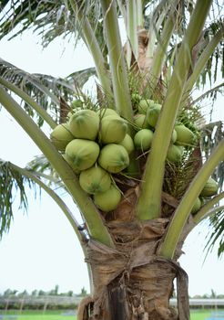 Fresh green young coconut on a blurred background