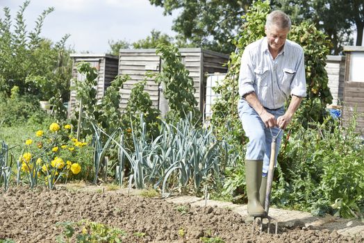 Senior Man Digging Vegetable Patch On Allotment