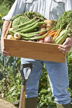 Close Up Of Man On Allotment With Box Of Home Grown Vegetables