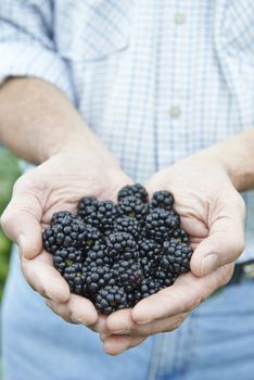 Close Up Of Man Holding Freshly Picked Blackberries