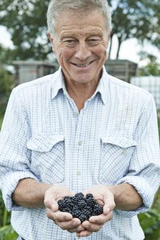 Senior Man On Allotment Holding Freshly Picked Blackberries