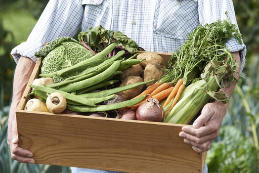 Close Up Of Man On Allotment With Box Of Home Grown Vegetables