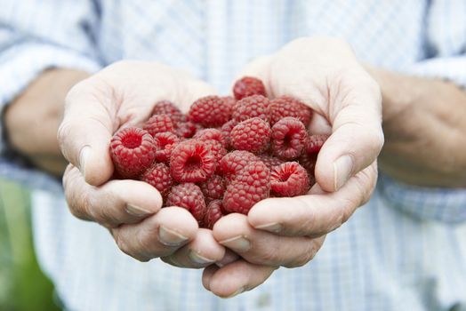 Close Up Of Man Holding Freshly Picked Raspberries
