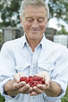 Senior Man On Allotment Holding Freshly Picked Raspberries