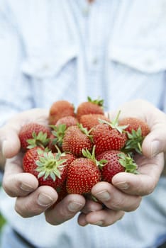 Close Up Of Man Holding Freshly Picked Strawberries