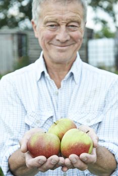 Senior Man On Allotment Holding Freshly Picked Apples