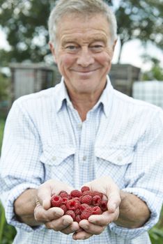 Senior Man On Allotment Holding Freshly Picked Raspberries