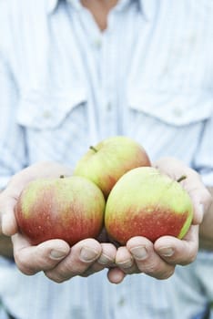 Close Up Of Man Holding Freshly Picked Apples