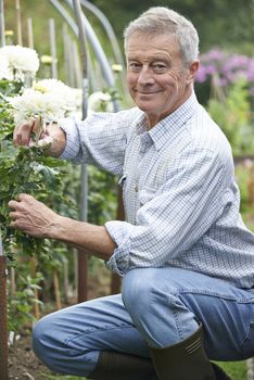 Senior Man Cultivating Flowers In Garden