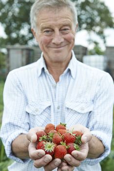 Senior Man On Allotment Holding Freshly Picked Strawberries