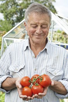 Senior Man In Greenhouse With Home Grown Tomatoes