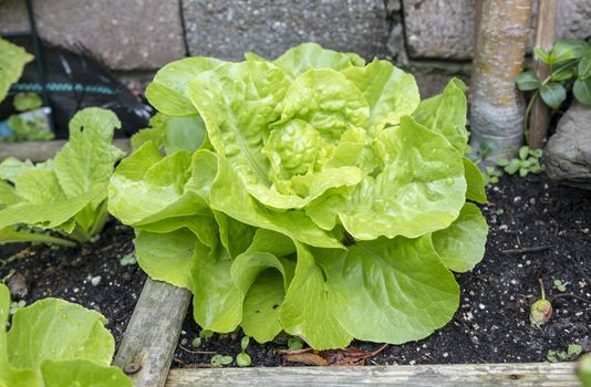 a vegetable garden with fresh lettuce for a delicious healthy meal
