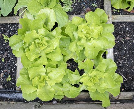 a vegetable garden with fresh lettuce for a delicious healthy meal