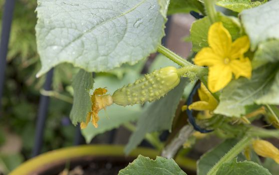 a vegetable garden with young fresh cucumbers starting to grow on a plant with the flowers visible in the background
