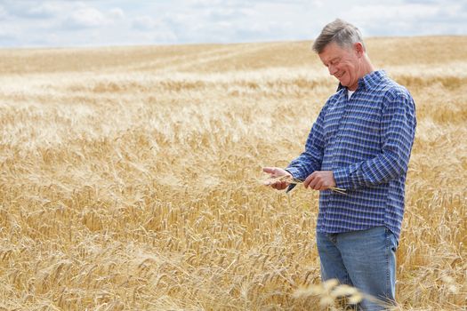 Farmer In Wheat Field Inspecting Crop