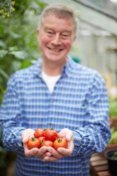 Senior Man In Greenhouse With Home Grown Tomatoes