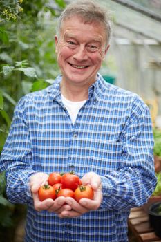Senior Man In Greenhouse With Home Grown Tomatoes