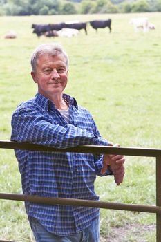 Farmer Leaning On Gate in Field Of Cows