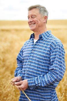 Farmer In Wheat Field Inspecting Crop