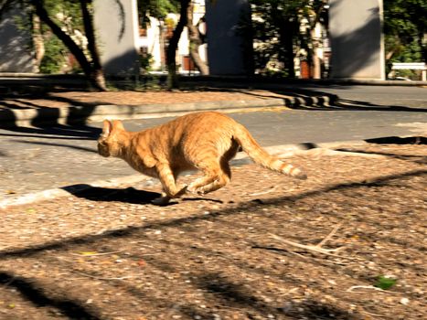 CAT RUNNING AWAY IN THE PARK