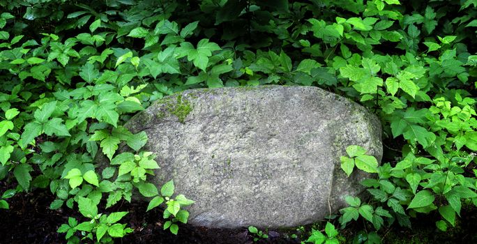 Horizontal shot of copy space on a blank rock with greenery around it.