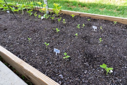 Horizontal shot of a raised back porch garden.