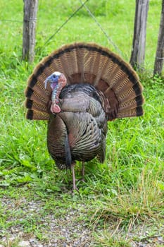 Vertical shot of a wild Cades Cove turkey.