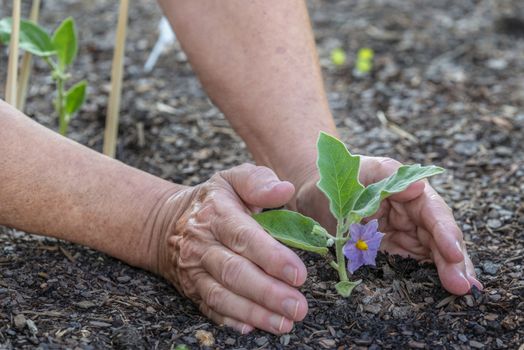 Horizontal shot of a female gardener’s hands and arms tending to a baby eggplant sprout.