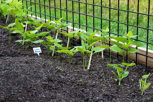 Horizontal shot of a row of new beans growing in a backyard garden.