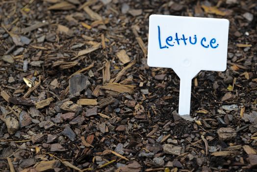 Horizontal shot of a white lettuce sign in a garden with copy space.