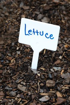 Vertical shot of a white lettuce sign in a garden.