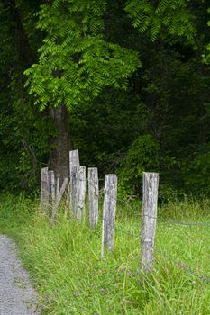Vertical shot of old fence posts in the Smoky Mountains with grass and greenery.