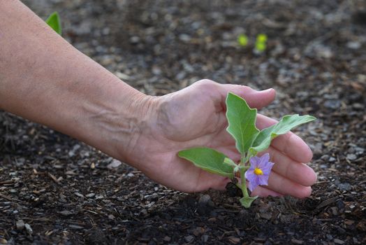 Horizontal shot of a female gardener’s hand cupping a young eggplant sprout with a purple blossom.