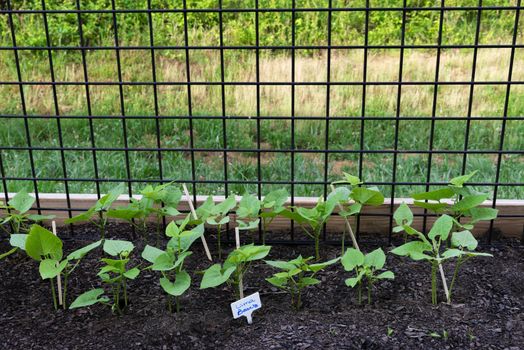 Horizontal shot of a row of lima beans growing in a patio garden.