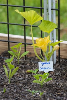 Vertical shot of a yellow squash blossom in a small garden.