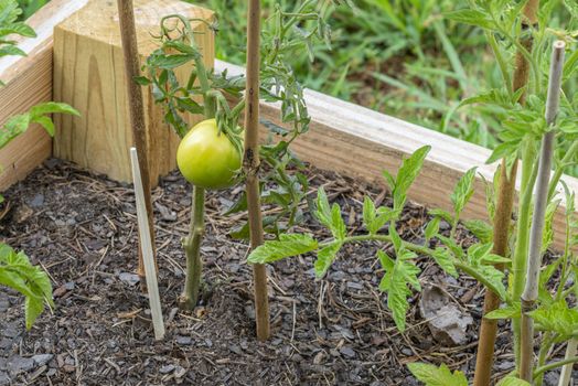Horizontal shot of the first tomato of the season in a small garden.