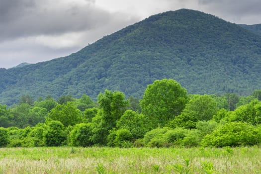 Horizontal shot of a Smoky Mountain background in Spring.