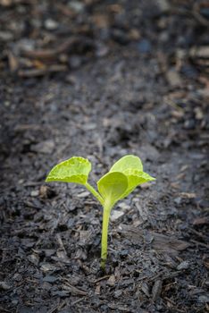 Vertical shot of a young cantaloupe plant in a garden.