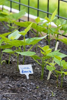 Vertical shot of young lima beans growing in a garden.