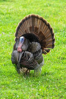 Vertical shot of a wild Smoky Mountain turkey.  Green grass background.