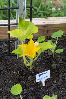 Vertical shot of a young yellow squash blossom in a patio garden.