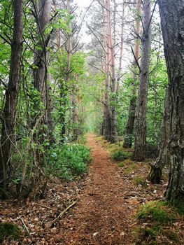 Fantastic forest paths through the nature reserve Pfrunger-Burgweiler Ried, Upper Swabia, Germany