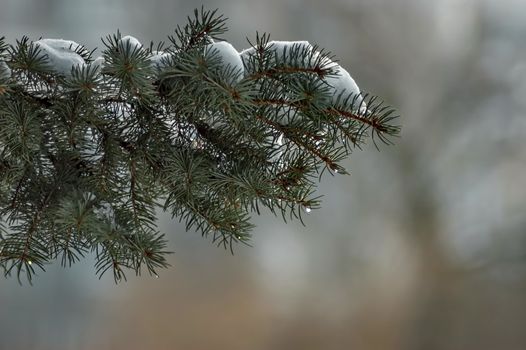 Winter view of  covered with snow branch  green tree in park, Sofia, Bulgaria