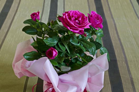 Bouquet of several fresh pink roses in a pink wrap, Sofia, Bulgaria