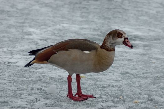 Egyptian goose on the surface of a frozen lake in winter, Sofia, Bulgaria