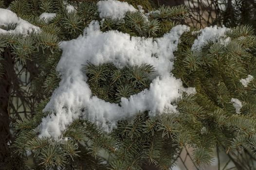 Winter view of  covered with snow branch  green tree in park, Sofia, Bulgaria