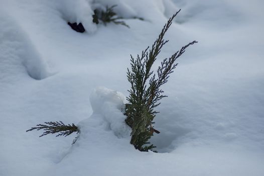 Winter view of  covered with snow branch  green tree in park, Sofia, Bulgaria