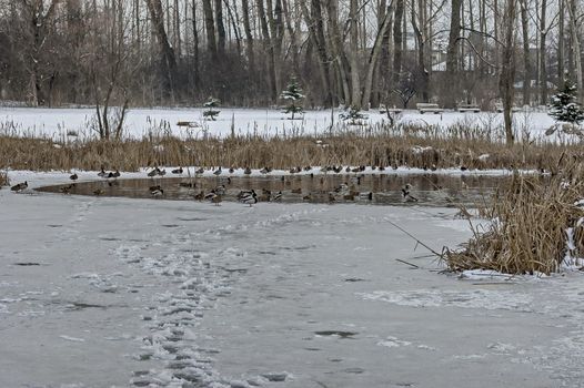 Different ducks on the surface of a frozen lake in winter, Sofia, Bulgaria