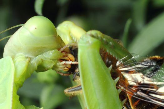mantis, religious mantis, wasp feeding, green mantis close up. High quality photo