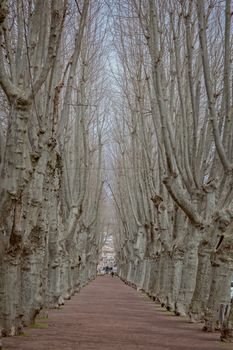 Long alley in the small town Olot in Catalonia of Spain